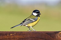 Great Tit