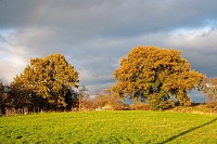 Oak Tree