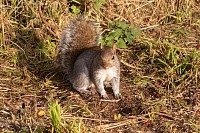 Grey Squirrel