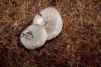 Fungi