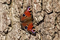 Peacock Butterfly