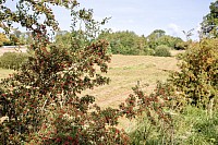 Sop shire Farm Landscape