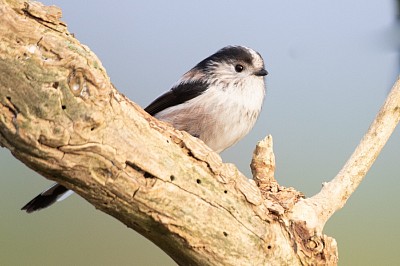 Long-tailed Tit