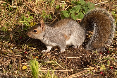 Grey Squirrel