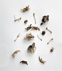 Barn Owl Pellet Bones