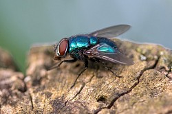 Bluebottle fly
