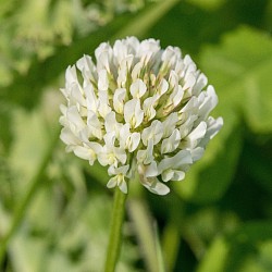 White Clover