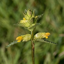 Yellow-rattle