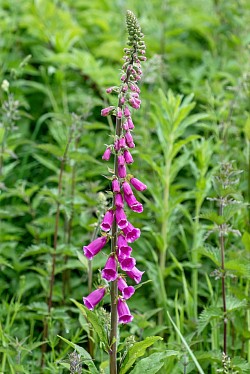 Foxglove