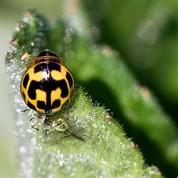 14 Spot Ladybird