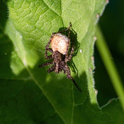 Wolf spider carrying its egg sac