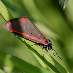Cinnabar moth