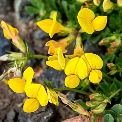 Common bird's-foot-trefoil