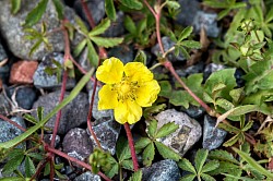 Creeping Cinquefoil