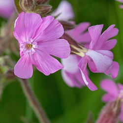 Red Campion