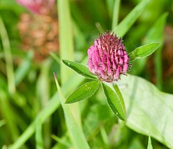 Red Clover