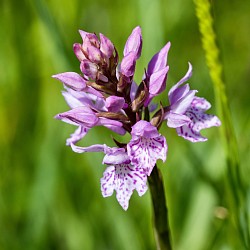 Common Spotted Orchid