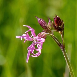 Ragged Robin
