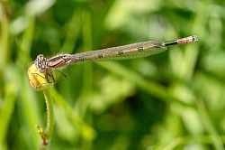 Common Blue Damselfly (F)  - orange form