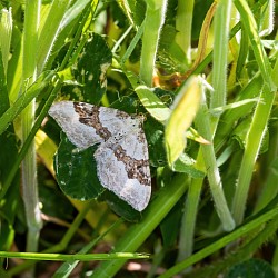Silver Ground Carpet moth