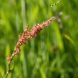 Common Sorrel