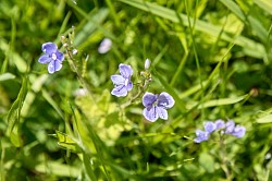 Germander speedwell?