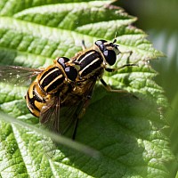 Hoverfly