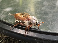 Cockchafer