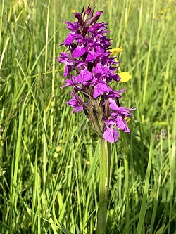 Southern Marsh Orchid