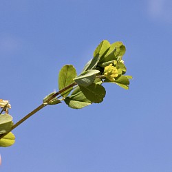 Lesser Trefoil ...