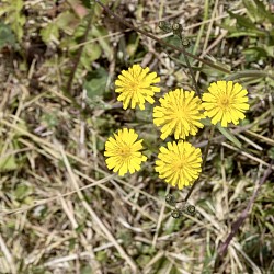 Lesser Hawkbit