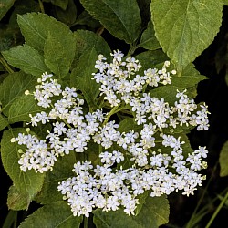 Ground Elder