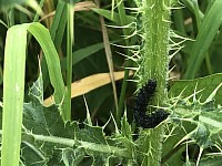 Peacock butterfly caterpillar