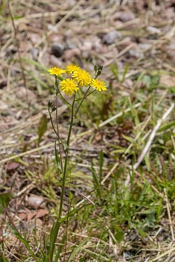Smooth Hawksbeard