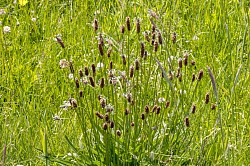 Ribwort Plantain