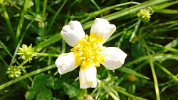 Rogue white form of Bulbous buttercup