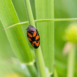 Black and Red Froghopper