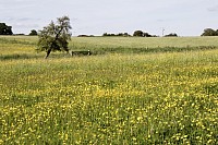 Plants