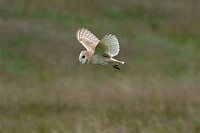 Barn Owl