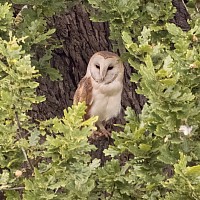 Barn Owl