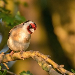 Goldfinch