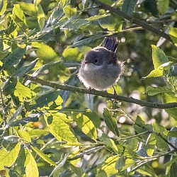 Common Whitethroat (Juvenile)