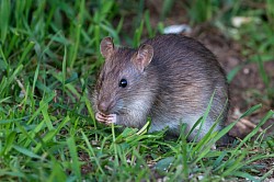 Brown Rat (Juvenile)