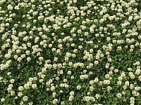White Clover