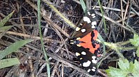 Scarlet Tiger Moth