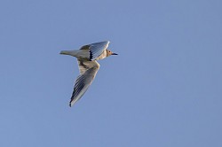 Black-headed Gull
