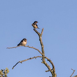 Swallows