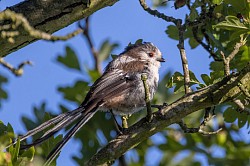 Long-tailed Tit