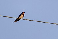 Barn Swallow