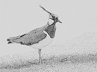 Lapwing